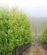 Central Coast California vineyard