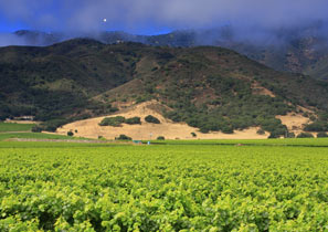 Central Coast vineyard