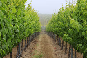 Central Coast California vineyard