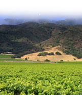 Central Coast California vineyard