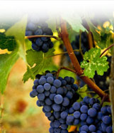 Central Coast Cabernet Sauvignon