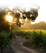 Central Coast vineyards in California