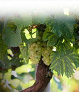 Central Coast Chardonnay grapes